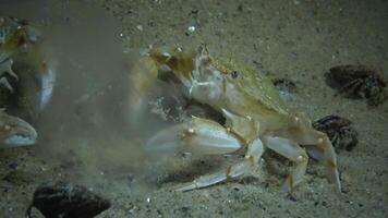 Crabs of the Redfish Macropipus holsatus eat jellyfish Aurelia aurita video
