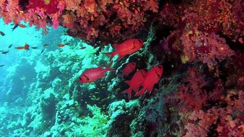 Coral reef, different types of tropical fish hunt near the reef in the Red Sea. Nature of the Red Sea. video