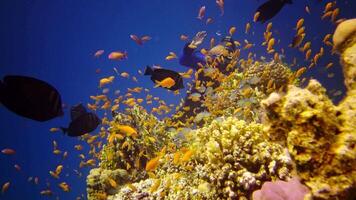 Coral reef in the Red Sea, Abu Dub. Static , Beautiful underwater landscape with tropical fish and corals. Life coral reef. Egypt video