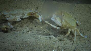 Crabs of the Redfish Macropipus holsatus eat jellyfish Aurelia aurita video
