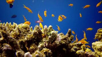 Coral reef in the Red Sea, Abu Dub. Static , Beautiful underwater landscape with tropical fish and corals. Life coral reef. Egypt video