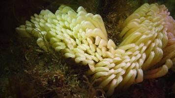 Cocoons of the predatory mollusk video