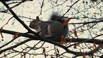 grey squirrel on tree branch video