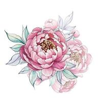 Delicate watercolor peonies unfold their soft petals, creating a harmonious blend of pinks and greens, evoking a serene spring atmosphere vector