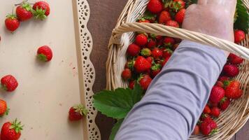 Footage of a woman sorting through ripe strawberries. Farm organic strawberry. Female hands choosing the best berries from the basket video