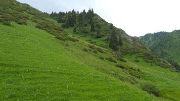 Mountain slope covered with green grass and rare coniferous trees, view from above. Summer in the mountains. Landscape. Nature video
