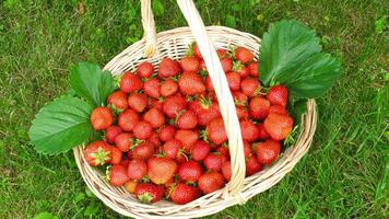 Basket with big, red, ripe strawberries on the ground surrounded with green grass in summer video