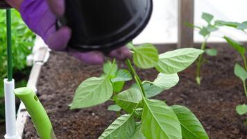 Worker with pepper seedlings in spring. Beginning own home garden video