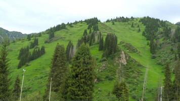 Mountain slope covered with green grass and rare coniferous trees, view from above. Summer in the mountains. Landscape. Nature video