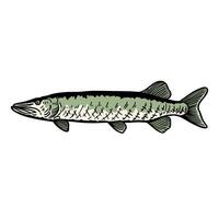 illustration graphic fish for design, template, elemen, illustration, etc vector