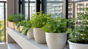 A row of potted herbs on a sunny apartment windowsill symbolizes urban gardening and sustainability video