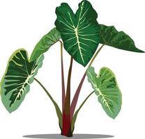 Colocasia green Leaf or Kochu shak isolated on white background illustration vector