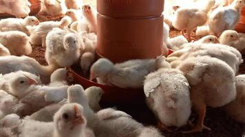 Newborn broiler chickens happily enjoying their feed in the poultry farm video