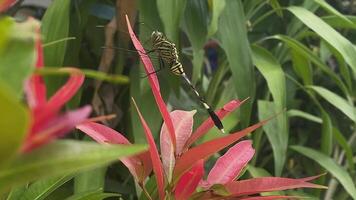 dragonfly on a branch video