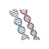 Two dna strands are shown in a white background vector