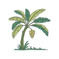 Banana tree with banana fruit illustration vector