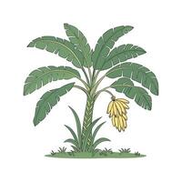 Banana tree with ripe bananas vector