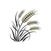 A wheat field with ears of wheat on a white background vector