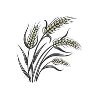 A wheat field with ears of wheat on a white background vector