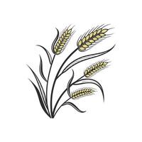 A wheat plant with ears on a white background vector