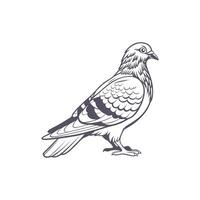 A black and white drawing of a pigeon vector