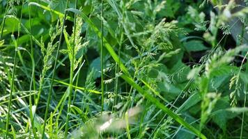 A vibrant collection of green grasses and wild plants thrives in a sunlit garden. Soft sunlight creates a serene atmosphere, highlighting the fresh growth and lively hues. video