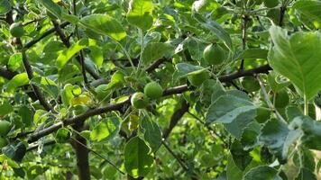 Vibrant green apples are developing on branches surrounded by rich foliage in a sunny orchard. The bright leaves create a lively atmosphere during early spring. video