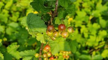 Fresh green currants growing on bush in a sunny garden during summer afternoon video