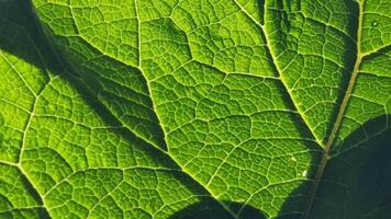 A close view of a green leaf reveals detailed vein structures and textures, illuminated by sunlight. The shadows add depth and enhance the leaf's natural beauty. video