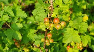 Lush green currant bushes display clusters of unripe and ripe berries under bright sunlight, thriving in a vibrant garden setting during the summer season. video