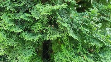 Dense clusters of bright green thuja leaves create a rich, natural backdrop. Sunlight highlights the intricate patterns of the leaves in a serene outdoor setting. video