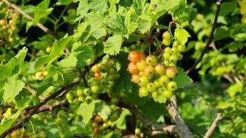Clusters of green and reddish currants dangle from a vine surrounded by vibrant green leaves. This delightful display occurs in a garden during the warm summer months. video