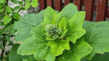 Lush green foliage surrounds densely clustered mallow buds against a garden background. The scene conveys the freshness of the plant thriving in natural light, showing off its vibrant color. video