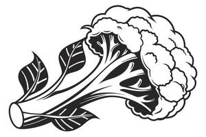 a black color image cauliflower white background vector