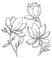 magnolia flower. illustration in sketch style. coloring vector