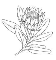 protea flower. illustration in sketch style. coloring book vector