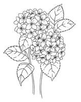 hydrangea flower. illustration in sketch style. coloring book vector