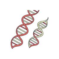Two dna strands are shown in a line vector