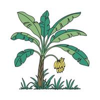 Banana tree with banana fruit illustration vector