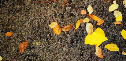 Yellow and brown leaves falling to wet rough concrete floor after raining at park. Nature and Abstract Background concept. photo
