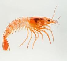 Close-up of a shrimp viewed in profile on a white background photo