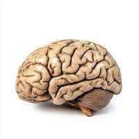 Detailed model of a human brain on white background photo