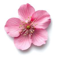 Close-up of a pink cherry blossom on white background photo