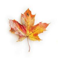 An isolated autumn maple leaf on a clean white background photo