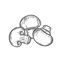 The image of mushrooms in the style of line drawing vector