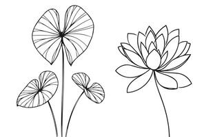 A drawing of a lotus flower and a leaf vector