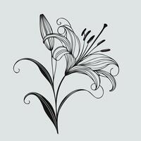 illustration of a lily flower vector