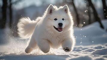 A playful Samoyed dog joyfully running through the snowy landscape. photo