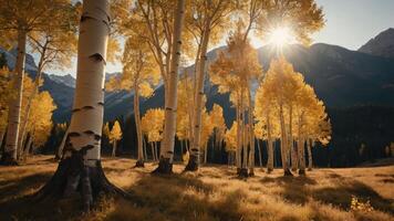 A serene landscape of golden aspen trees illuminated by sunlight in a mountainous setting. photo