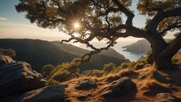 Scenic view of a coastal landscape with a tree and sunlight filtering through. photo